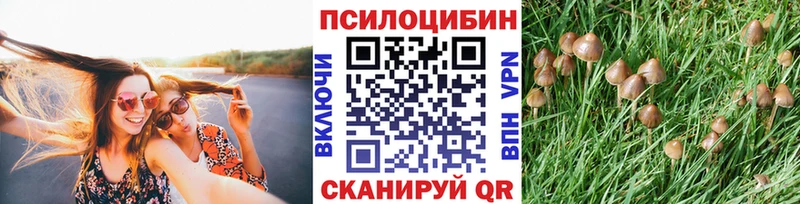 где продают наркотики Кашира Псилоцибиновые грибы Cubensis